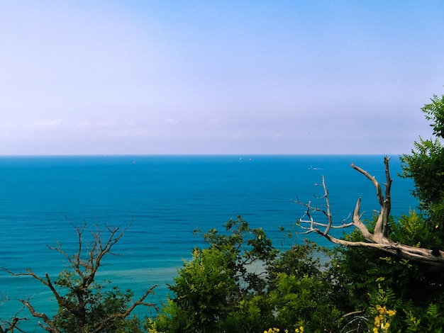Natürlicher Hintergrund mit adriatischem Meer und Baum. Leerzeichen auf der linken Seite