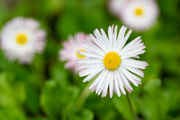 Natürlicher Hintergrund mit blühenden Gänseblümchen bellis perennis Soft Focus