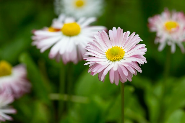 Natürlicher Hintergrund mit blühenden Gänseblümchen bellis perennis Soft Focus