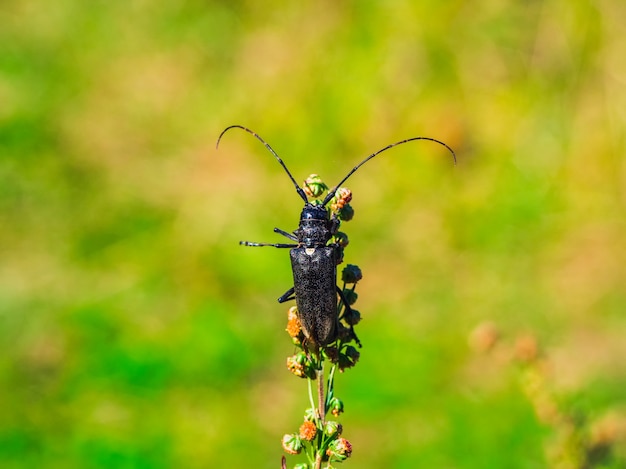 Natürlicher Hintergrund mit einem Käfer. Ein schwarzer Barbenkäfer kriecht am Stamm einer Pflanze auf grünem Hintergrund entlang. Nahaufnahme.