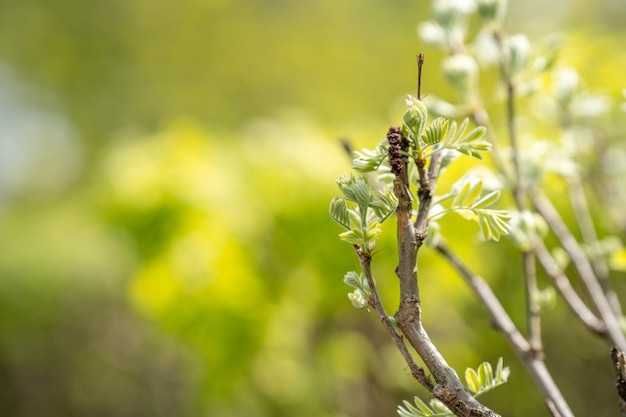 Natürlicher Hintergrund mit frühlingsgrünen Blättern auf einem Baum. Grüner natürlicher Hintergrund