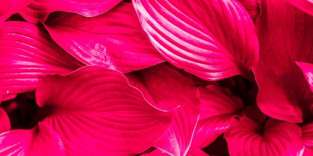 Natürlicher Hintergrund mit Hosta-Blättern in der Farbe des Jahres 2023 Viva Magenta