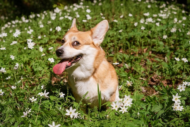 Natürlicher Hintergrund mit niedlichem Corgi-Hund, der auf einer sonnigen Frühlingswiese sitzt