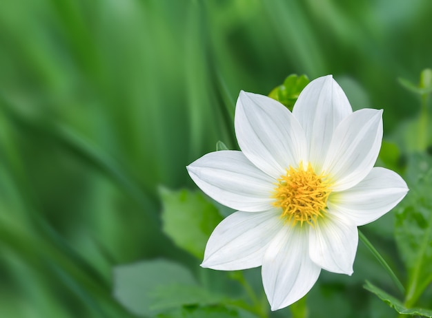 Natürlicher Hintergrund mit schöner weißer Blume