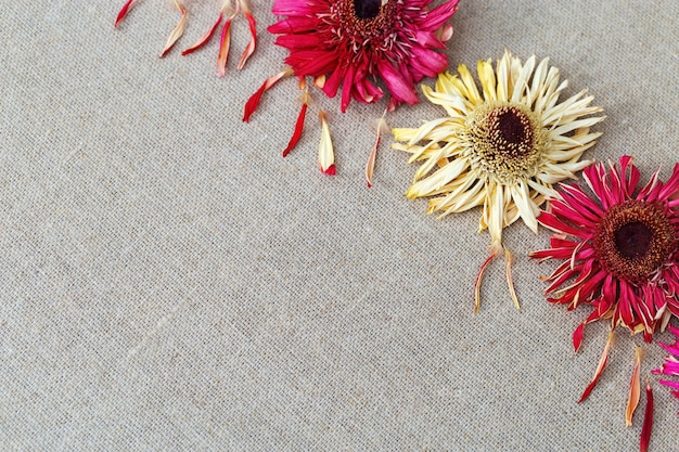 Natürlicher Hintergrund mit trockenem Blumen Gerbera auf Leinenstoff. Exemplar für Text.