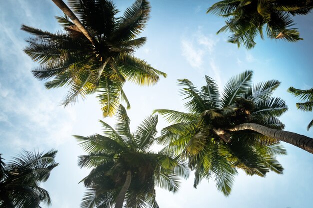 Natürlicher Hintergrund von der Insel Boracay mit Kokospalmenblättern, blauem Himmel und Wolken Reise-Urlaub. lange Palmblätter auf blauem Himmelshintergrund mit weißen Wolken. unter den Handflächen. Untersicht