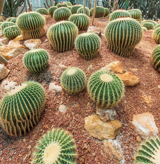 Natürlicher Hintergrundkaktus hautnah im Garten