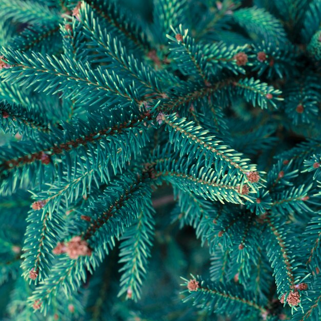 Natürlicher Koniferen-Weihnachtsbaum