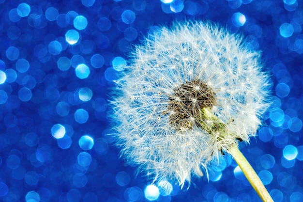 Natürlicher Löwenzahnhintergrund auf blauem Hintergrund mit Bokeh