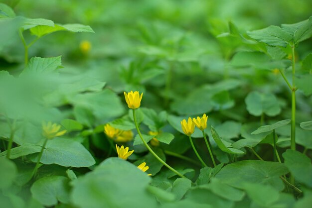 natürlicher makrohintergrund mit gelben blumen und grünen blättern