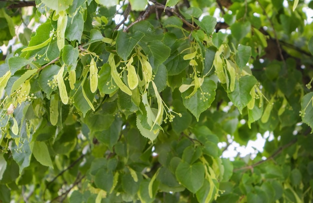 Natürlicher natürlicher Hintergrund, Blütenbüschel von herzförmigen Linden, europäische, kleinblättrige Linden, Blüte von kleinblättrigen Linden.