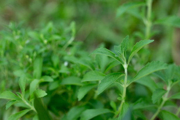 Natürlicher organischer Zuckeraustauschstoff Stevia