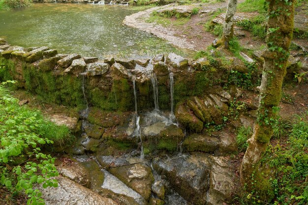 Natürlicher Pool im Wald