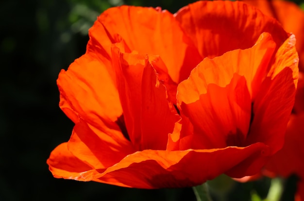 natürlicher roter hintergrund aus verschwommenen mohnblumenblättern auf schwarz