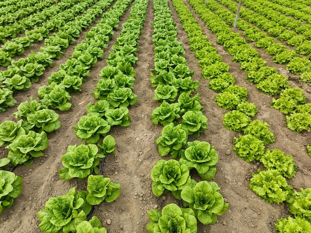 Natürlicher Salat, der im Gewächshaus angebaut wird. Ökologischer Landbau, Izmir - Türkei