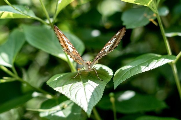 Natürlicher Schmetterling, der auf Blatt sitzt und direkt in die Kamera schaut