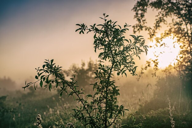 Natürlicher sonniger Hintergrund der Weinlese mit Baumasten am nebligen Sonnenaufgang des Herbstes