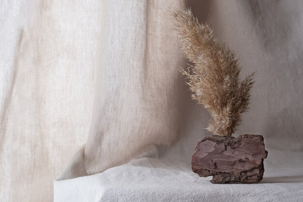 Natürlicher Stand des Rindenbaums für Präsentation und Ausstellungen auf Pastellhintergrund.