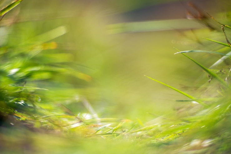 Foto natürlicher, stark verschwommener hintergrund von grünen grashalmen hautnah frische graswiese am sonnigen morgen