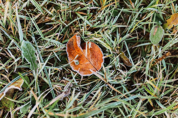 Natürlicher strukturierter Hintergrund mit einzelnem gefallenem hässlichem Blatt des roten orange Apfels im grünen Gras mit weißen kalten Frostkristallen an einem frostigen frühen Herbstmorgen. Ansicht von oben