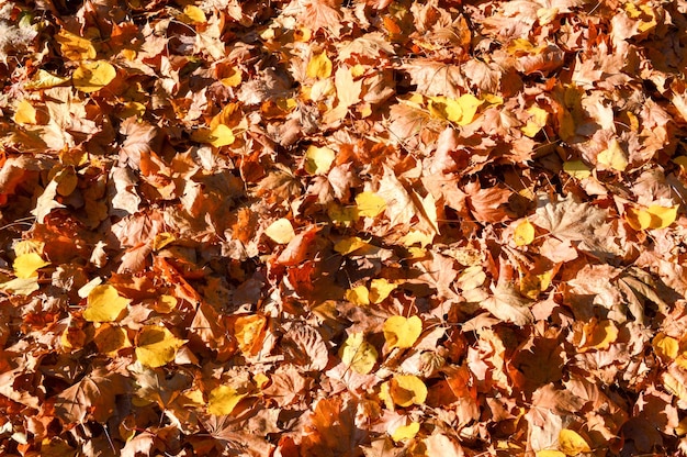 Natürlicher Teppich der Beschaffenheit des trockenen gefallenen Herbstes natürliche gelbe orange rote Blätter Der Hintergrund
