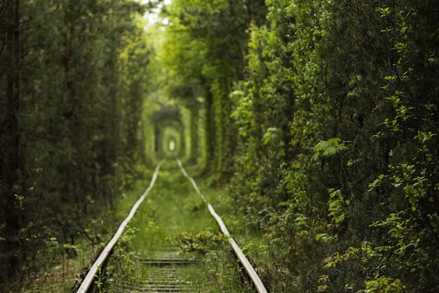 Natürlicher Tunnel der Liebe, gebildet von Bäumen in der Ukraine Klevan alte Eisenbahn im schönen Tunnel an einem Sommertag Foto aus dem Fokus auf dem Hintergrund