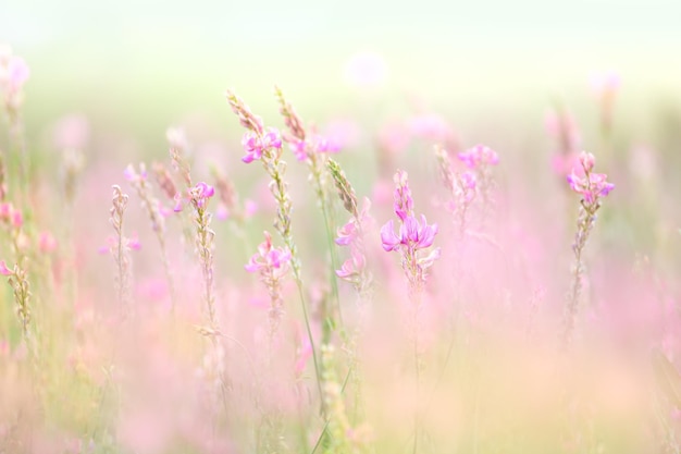 Natürlicher Wiesenhintergrund, sanfte Wildblumen in makroselektivem Fokus und pastellfarbenem Hintergrundbanner mit leerem Raum