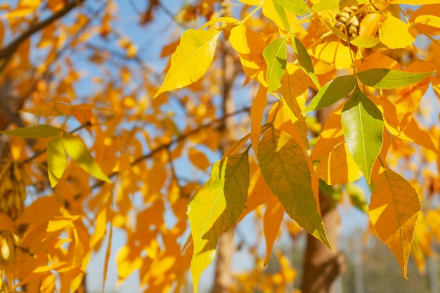 Natürlicher Zweig des Herbstbaums mit gelben Blättern hautnah