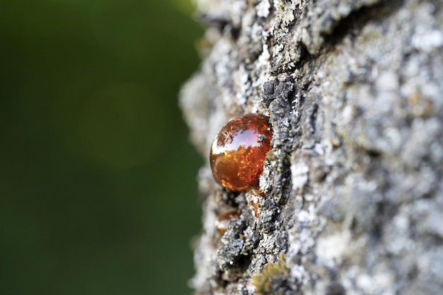 Natürliches Baum-Bernsteinharz-Makro