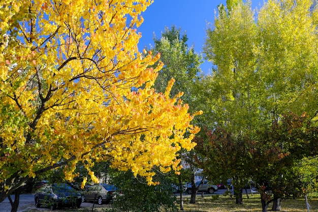 Natürliches Bild der Herbstfarbe in der Stadt der gelben und roten Blätter auf Ästen vor blauem Himmel