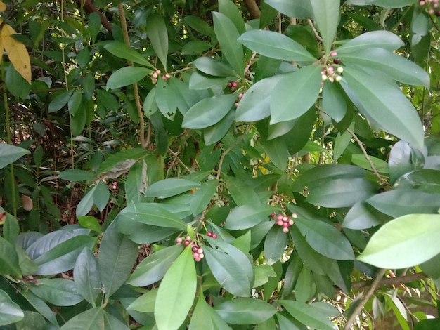 Foto natürliches bild mit grünen blättern und blumen