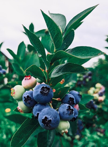 Natürliches Bild von frischen, nassen Heidelbeeren und grünem Laub unter Sonnenlicht.