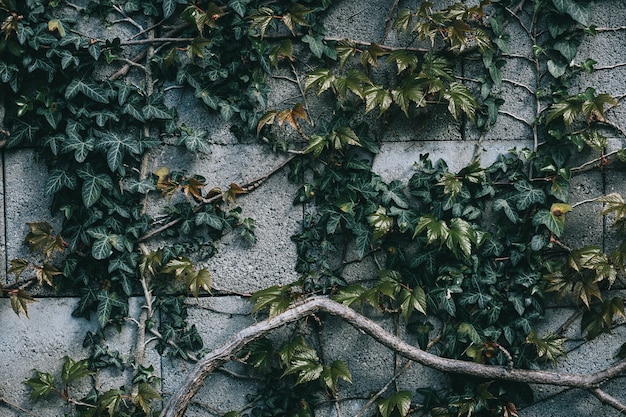 Natürliches Grün lässt Wand