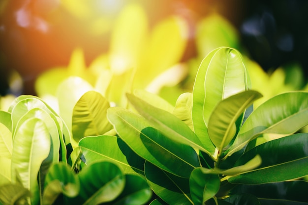 Natürliches grünes Blatt auf unscharfem Sonnenlichthintergrund im frischen Laubbaumabschluß der Gartenökologie herauf schöne Anlage im Naturwaldsommer