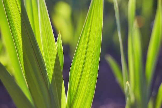 Natürliches Hintergrund-Beschaffenheit des grünen Grases