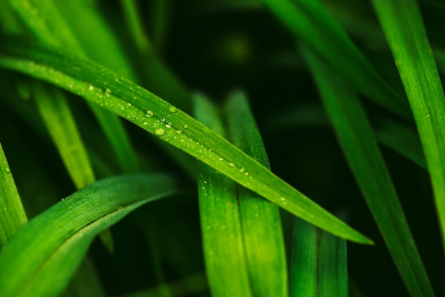 Natürliches klares glänzendes grünes Gras mit Tautropfennahaufnahme mit Kopienraum