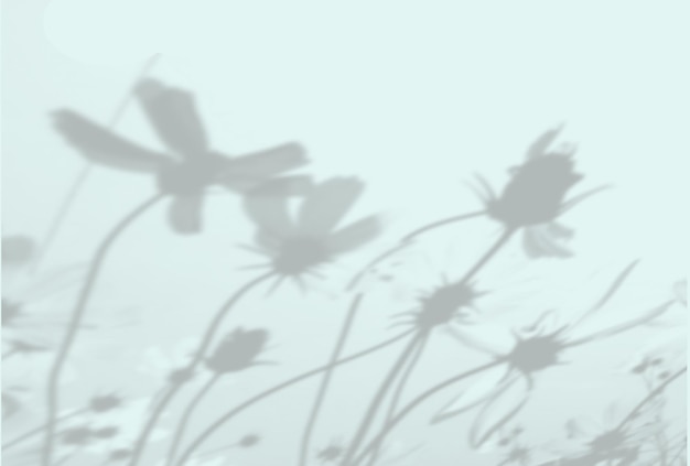 Natürliches Licht wirft Schatten von Blumen Cosmea Draufsicht auf den Schatten von Wildblumen auf einem strukturierten