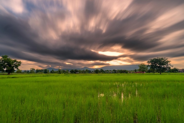 Natürliches malerisches Reisfeld und Sonnenuntergang in Thailand