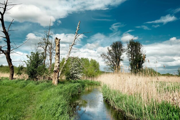 Natürliches Marschland im Frühling Frisches Gras und Weißdornbusch blühen an einem Bach mit Reflexion