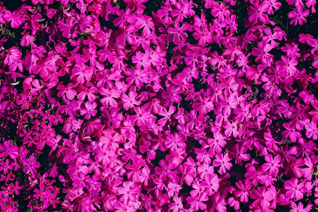 Foto natürliches muster der hellen violetten kleinen blumen. draufsicht.