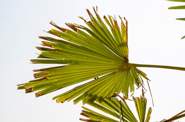 natürliches Palmenblatt am Himmel