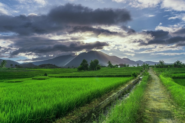 Natürliches Panorama von grünen Reisfeldern und Bergen an einem sonnigen Morgen auf dem Land