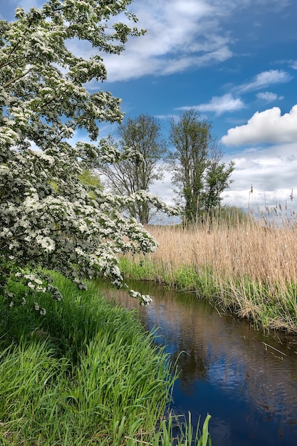 Natürliches Sumpfgebiet im Frühjahr. Frisches Gras und blühender Weißdornbusch an einem Bach, Bach mit fließendem Wasser. Stadtrand von Nord-Berlin in Deutschland.