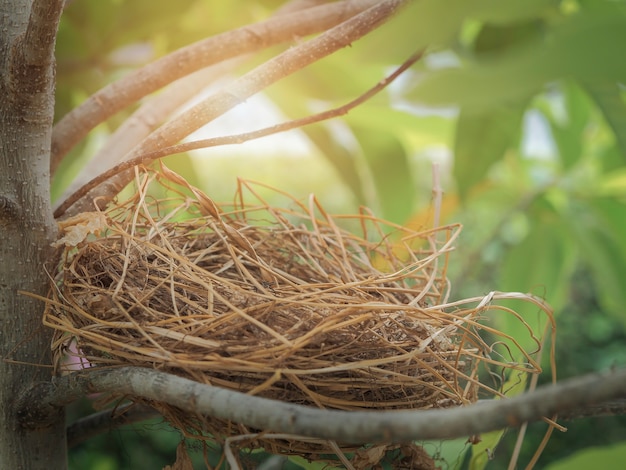 Natürliches Vogelnest auf dem Baum