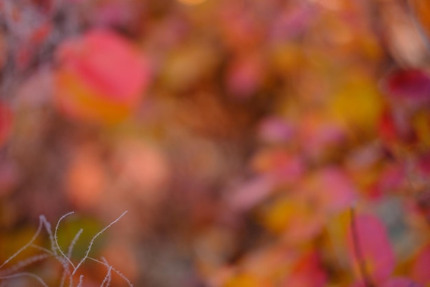 Natur abstrakt orange und gelb gold rot bokeh verschwommenen HintergrundSonnenlicht scheint zu den Blättern