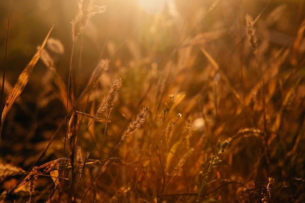 Natur bei Sonnenuntergang