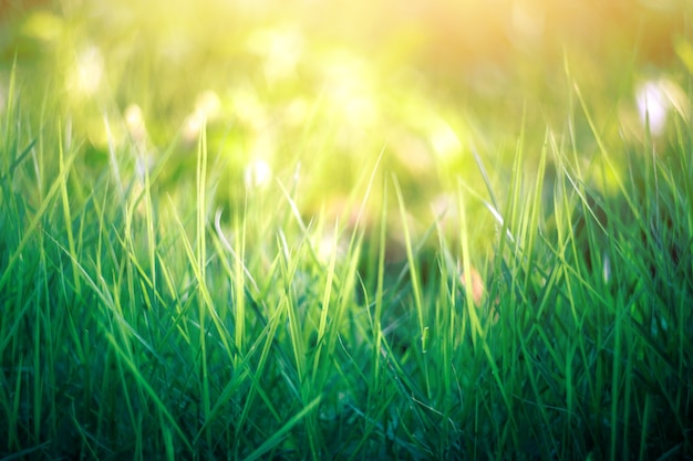 Natur-Blattgrün im GartenConcept Bio-Blätter grün und saubere Ökologie im Sommersonnenlicht