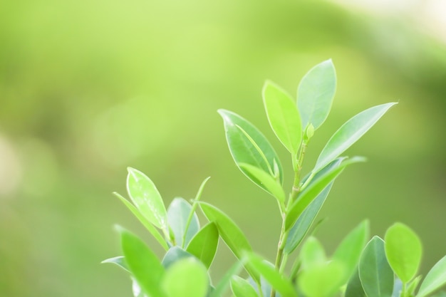 Natur-Blattgrün im GartenConcept Bio-Blätter grün und saubere Ökologie im Sommersonnenlicht