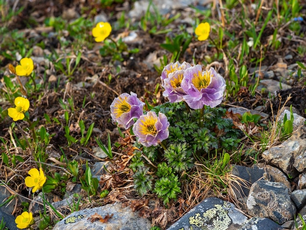 Natur der Altai-Berge Makro der violetten Trollblume am Fuße der Alpenberge an einem sonnigen Sommertag Seltene Bergpflanzen