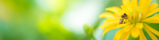 Foto natur der blume und biene im garten als hintergrund natürliche titelseite